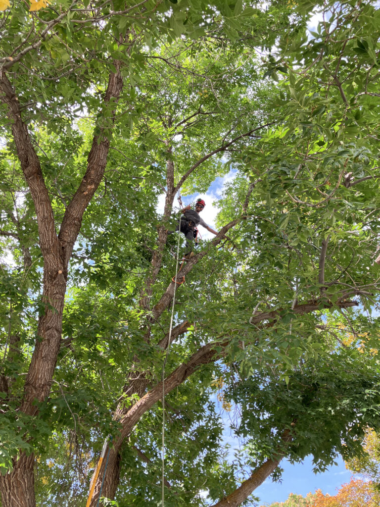 An arborist trimming a tree with chainsaw, wearing a climbing harness and climbing ropes