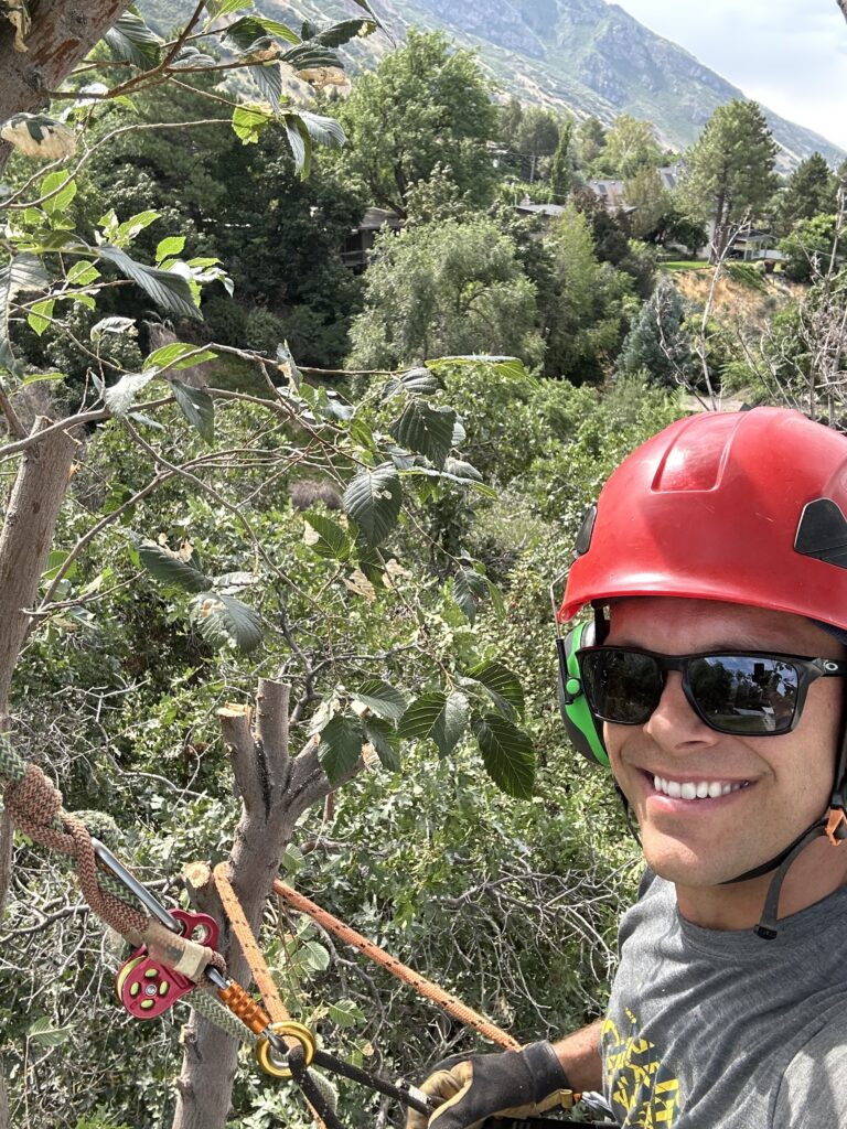 An arborist climbing and pruning a tree with helmet, harness, and safety gear