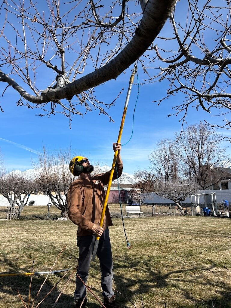 An arborist pruning a fruit tree with pole pruners, wearing a helmet and safety glasses