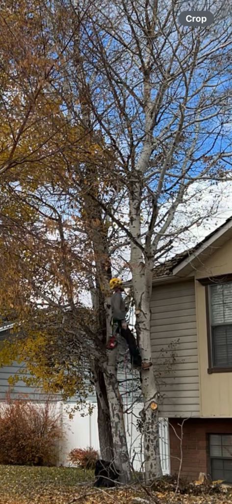 An arborist climbing and trimming an aspen tree with climbing ropes and harness, wearing safety gear