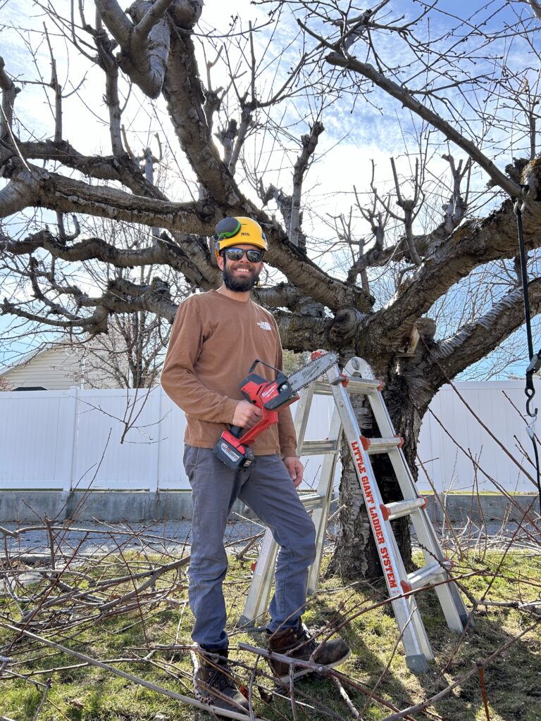 An arborist pruning a cherry tree with a small chain saw