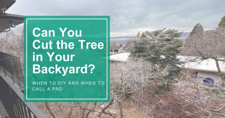 An image of an evergreen and scrub oak trees in a backyard, overlaid with the title "Can You Cut the Tree in Your Backyard?"