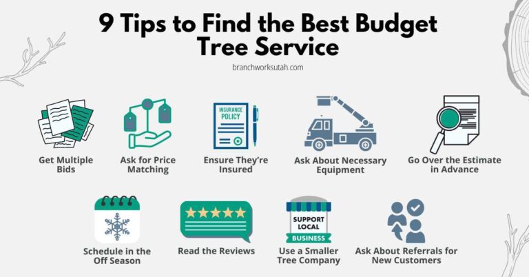 An infographic showing 9 tips for hiring a budget tree service company
