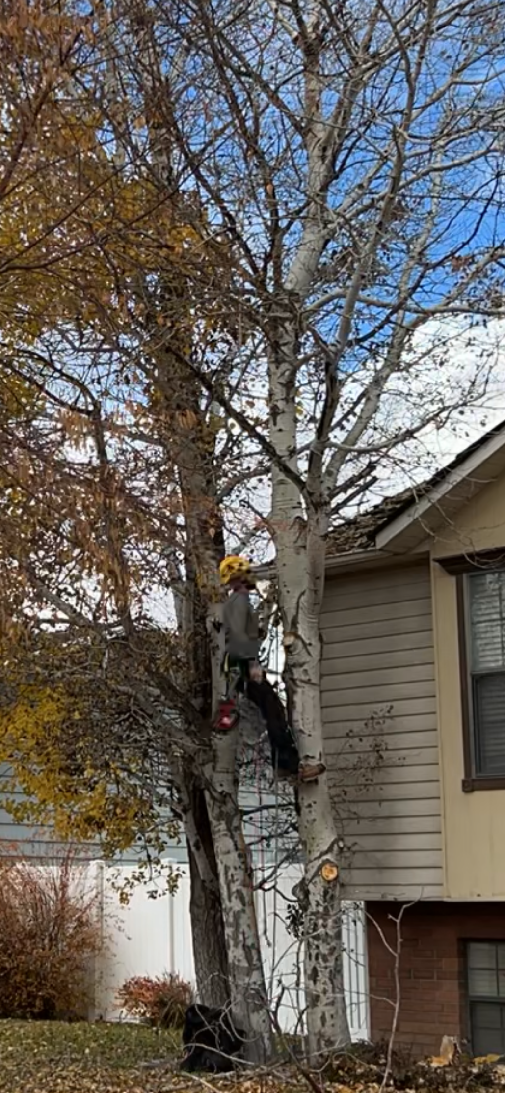 An arborist climbing and trimming an aspen tree with climbing ropes and harness, wearing safety gear